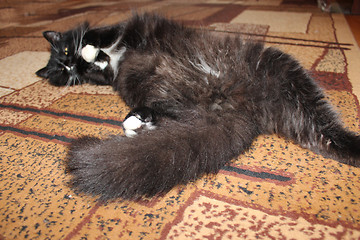 Image showing black cat sleeping on the carpet