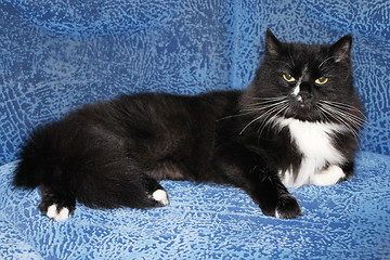 Image showing black cat sleeping on the blue sofa