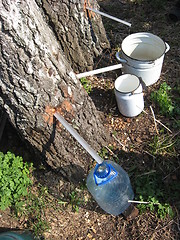 Image showing extraction of birch juice