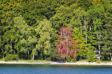 Image showing trees lake tutzing