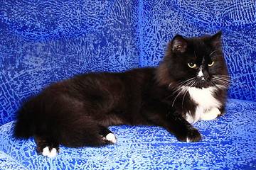 Image showing black cat sleeping on the blue sofa