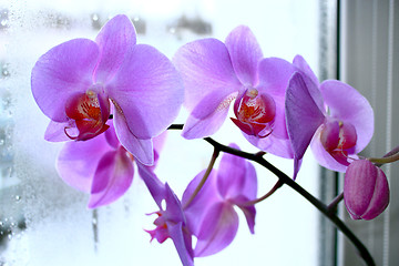 Image showing big branch of blossoming pink orchid