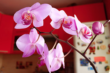 Image showing big branch of blossoming pink orchid in the kitchen