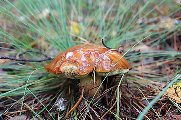 Image showing Beautiful mushroom Suillus in the grass