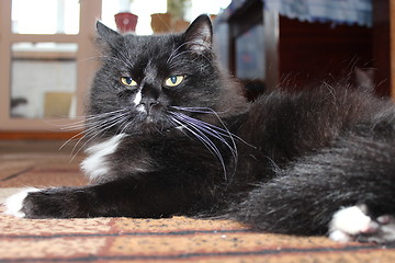 Image showing black cat sleeping on the carpet