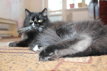 Image showing black cat sleeping on the carpet