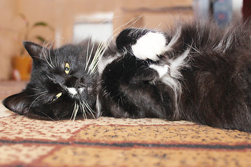 Image showing black cat sleeping on the carpet