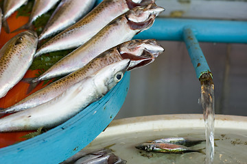 Image showing fresh fish in a turkish market
