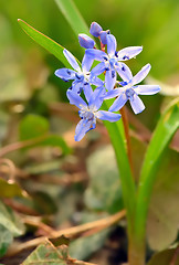 Image showing violets flowers blooming 