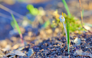 Image showing Field with white crocuses 