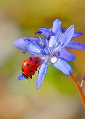 Image showing violets flowers blooming on field