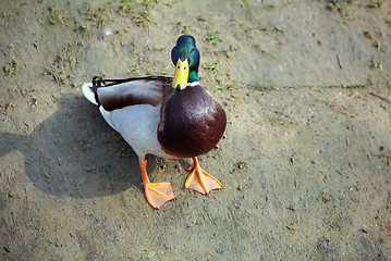 Image showing cute mallard