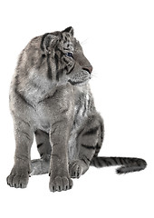 Image showing White Tiger