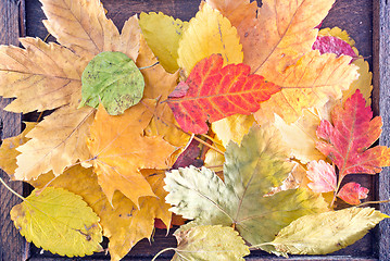 Image showing autumn leaves