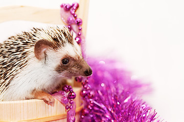 Image showing A cute little hedgehog - ( African white- bellied hedgehog )