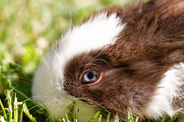 Image showing Cute bunny