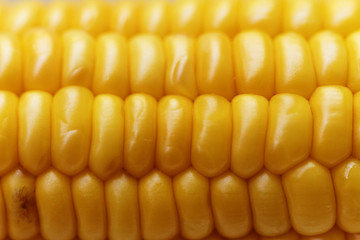 Image showing Corn background