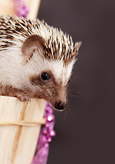 Image showing A cute little hedgehog - ( African white- bellied hedgehog )