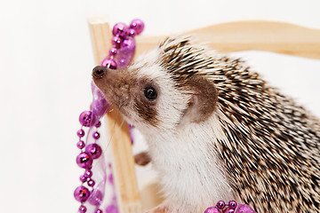 Image showing A cute little hedgehog - ( African white- bellied hedgehog )