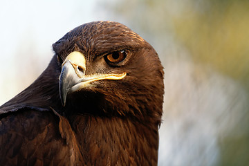 Image showing The Steppe Eagle