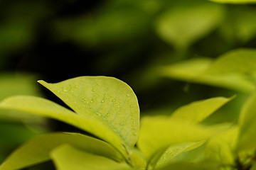 Image showing Green leaf