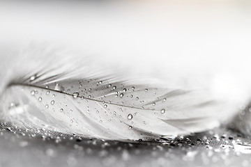 Image showing White feather with water drops