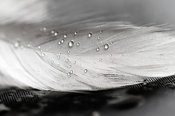 Image showing White feather with water drops