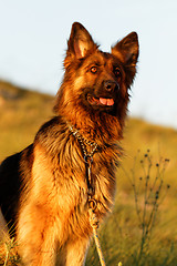 Image showing German shepherd dog