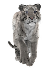 Image showing White Tiger