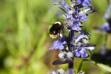 Image showing bumble bee in flight