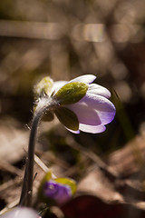 Image showing blue anemone