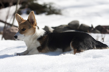 Image showing puppy in snow