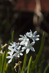 Image showing scilla siberica