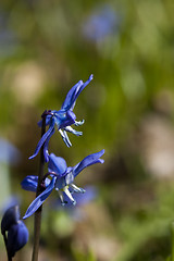 Image showing scilla