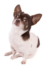 Image showing chihuahua