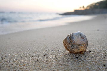 Image showing Shell on the beach