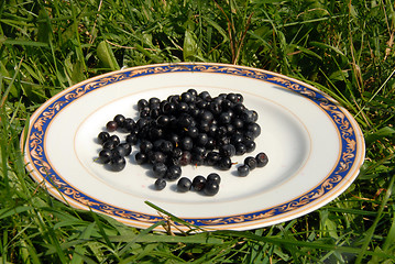 Image showing Small bucket full of fresh blueberries