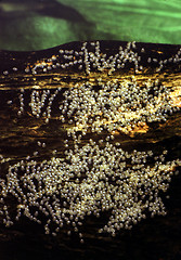 Image showing Eggs on a root laid by Flag Cichlid . Mesonauta festiva