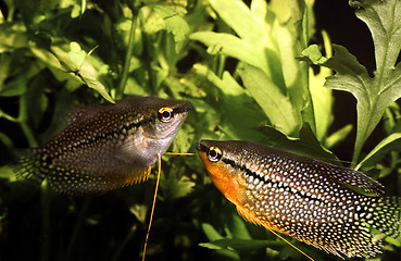 Image showing Courtship between Pearl Gourami female and male. Trichopodus Leerii.