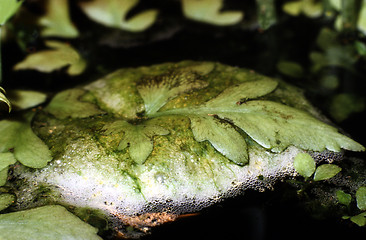 Image showing Bubble nest built by Pearl Gourami. Trichopodus Leerii.