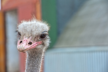 Image showing ostrich