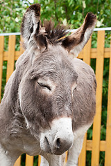 Image showing Donkey