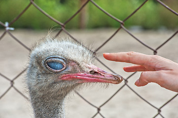 Image showing ostrich