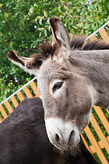 Image showing Donkey