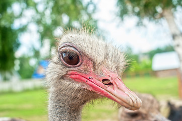 Image showing ostrich