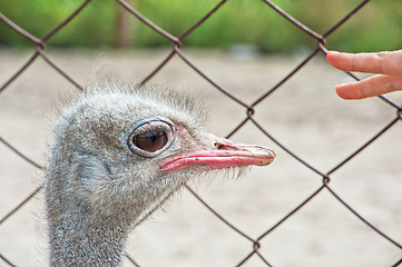 Image showing ostrich