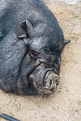 Image showing black pig