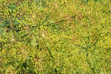Image showing Dill background