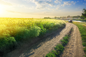 Image showing Sunflowers by the road