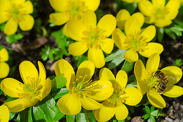 Image showing Small yellow spring flowers and bee